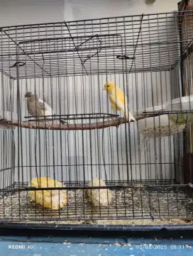 Burung kenari 2 pasang