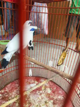 Jalan bali dewasa