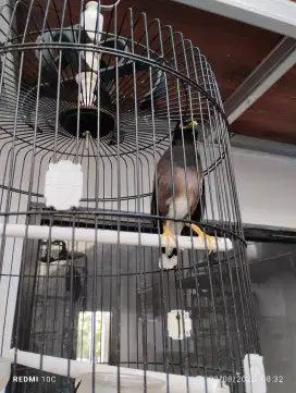 Burung nias gacor
