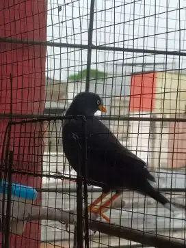 burung jalak kebo 2 ekor