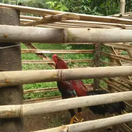 Ayam bk selatan