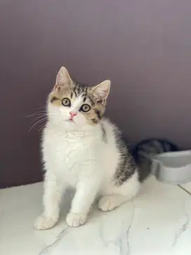 adopt Kitten Bsh betina