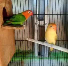 Lovebird Sepasang Indukan Resmi PB x Biola