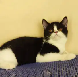 BSH MIX EXOTIC lucu