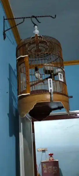 Jual Burung anis kembang Gacor