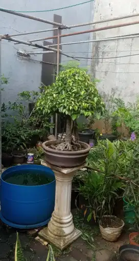 Bonsai Beringin