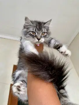 kucing kitten persia x F1 Maine coon (big bone & big body)