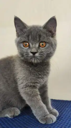 BSH MIX EXOTIC BSH