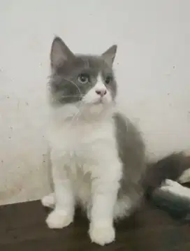Lepas Adop BSH Mix