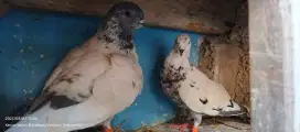 BURUNG DARA MERPATI JAWA DAN MERPATI TINGGI