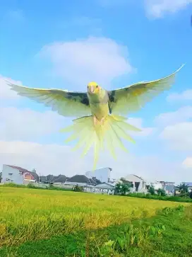 FALK (Pied Pearl Pastel Face Cockatiel)