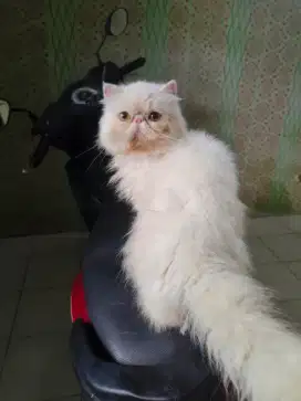 KUCING PEAKNOSE WHITE SOLID BETINA