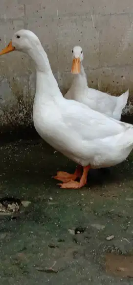 Bebek Peking buat pajangan
