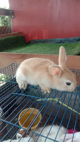 Jua Kelinci, marmut dan hamster