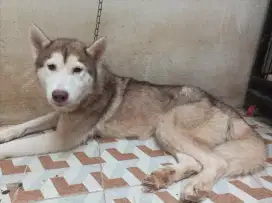 Husky red betina