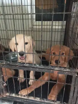 Golden retriever puppies