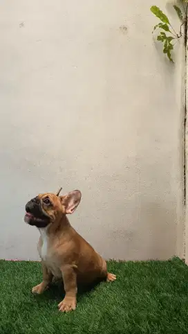 French bulldog Female