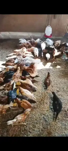 Ayam kampung KUB borongan 75 ekor