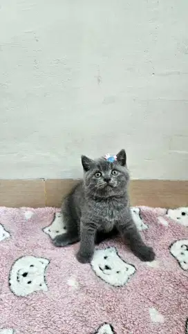 British Shorthair X Scottish Fold