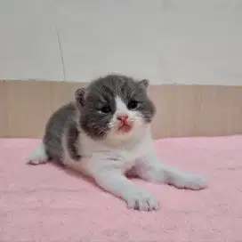 British Shorthair X Scottish Fold