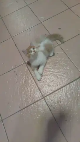 Kucing kitten ras persia longhair jantan gembuk
