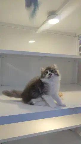 Kucing kitten ras longhair gembul