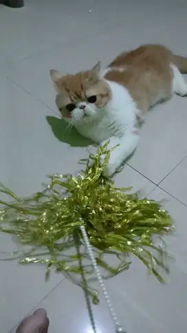 Exotic Shorthair Jantan