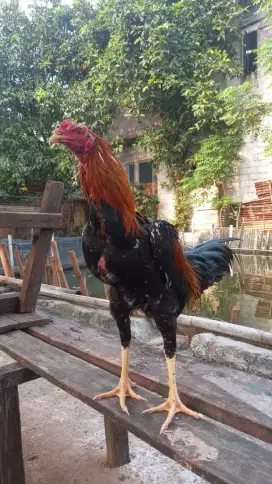 Ayam bangkok blasteran