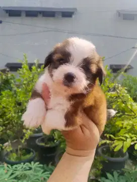 Anak anjing mini