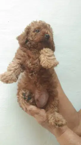 Jual puppy puddle red usia 1.5 bulan lebih