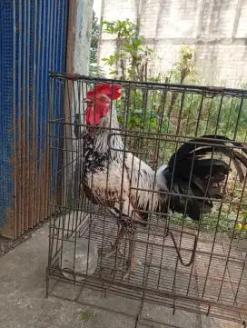 Ayam ketawa durasi