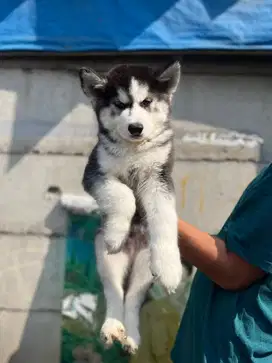Sale siberian husky good quality