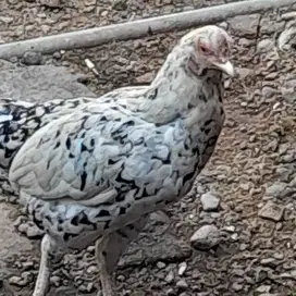 Ayam babon dan anakanya