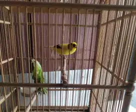Kenari jm jenis afs warna bon ekstra joss warna favorit gacor