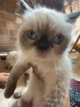 Di jual kucing persia peaknose betina