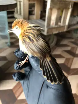 Burung prenjak cici padi masih muda cocok buat aviary