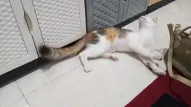Open adopt kucing percia mix
