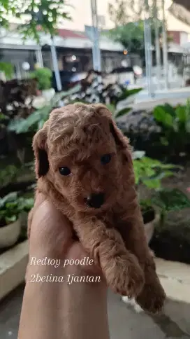 Puppy redtoy poodle