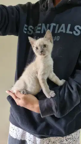 Kucing BSH Jantan