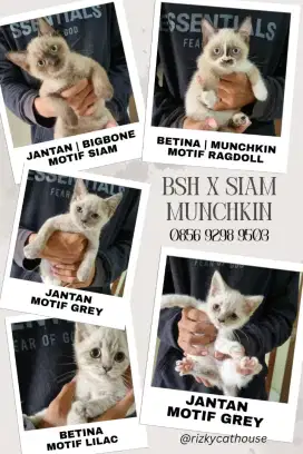 Kucing BSH Betina dan Jantan