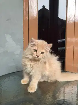KITTEN PERSIAAA BETINA