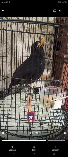 Ciung Batu jinak rajin muluss