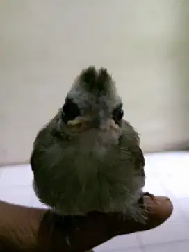 Anak burung trucuk