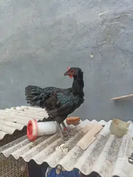 Ayam pelung betina jumbo