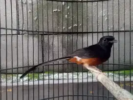 Burung murai muda hutan