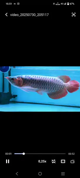 arwana super red