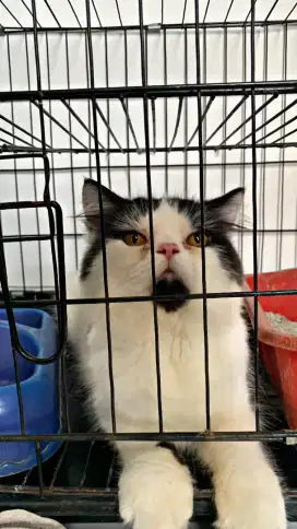 Kucing flatnose pesek bulu lembut