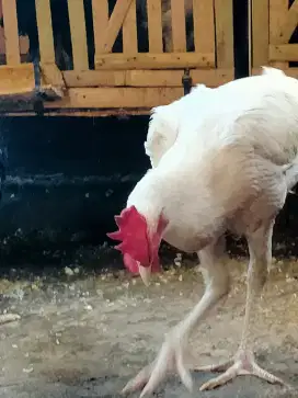 Jual unggas ayam pelung putih