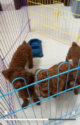 Red Toy Poodle STB+ vaksin