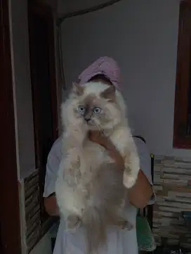 Kucing mix ragdoll betina